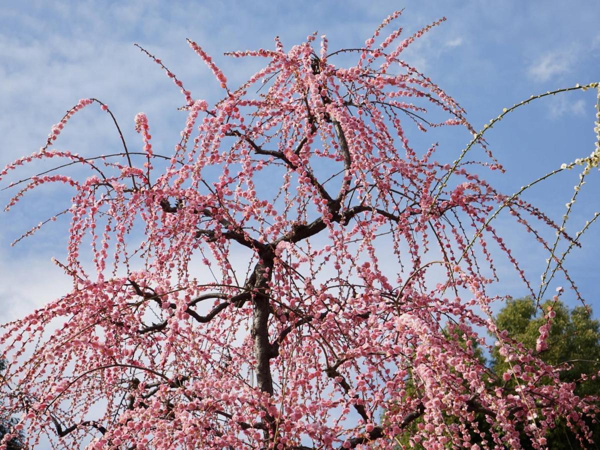 JAPANING Senkyu Villa Kyoto Eksteriør billede