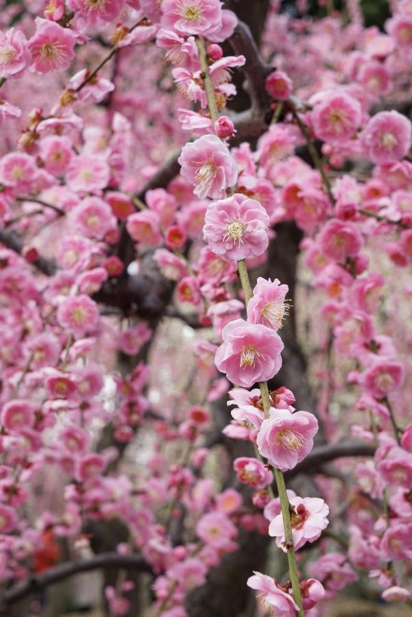 JAPANING Senkyu Villa Kyoto Eksteriør billede